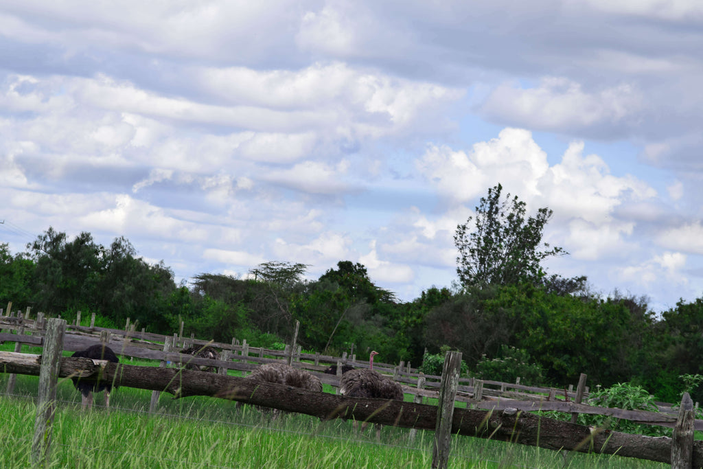 Ostrich Farm
