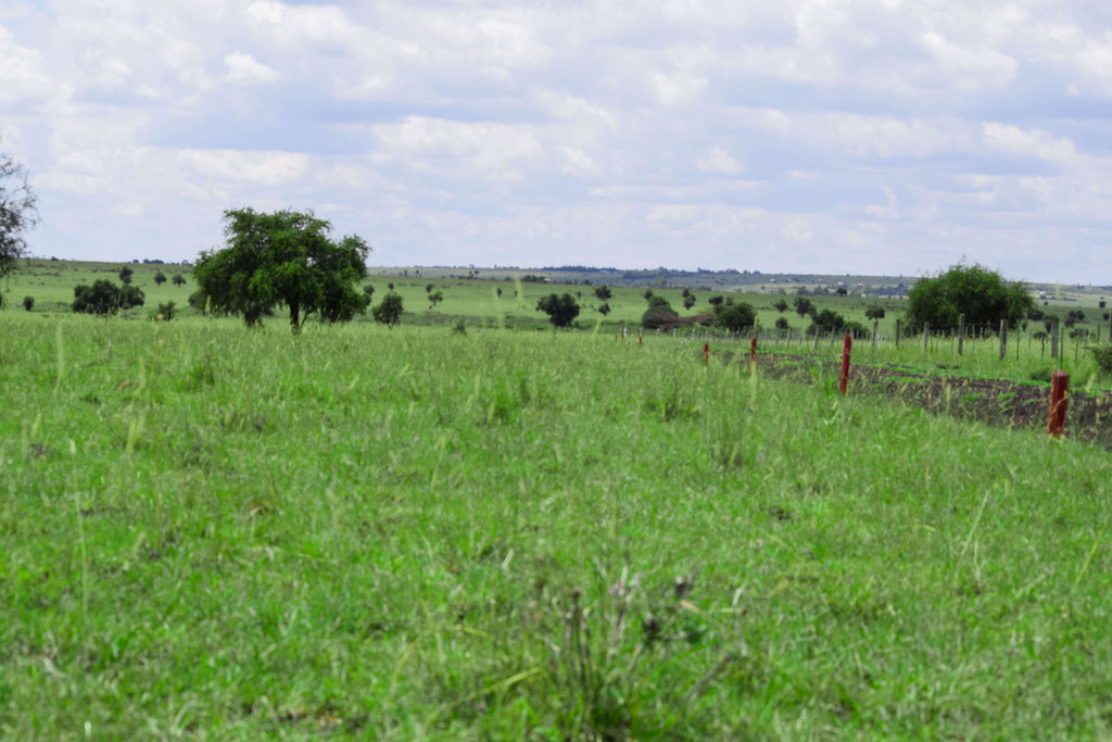 Ostrich Farm