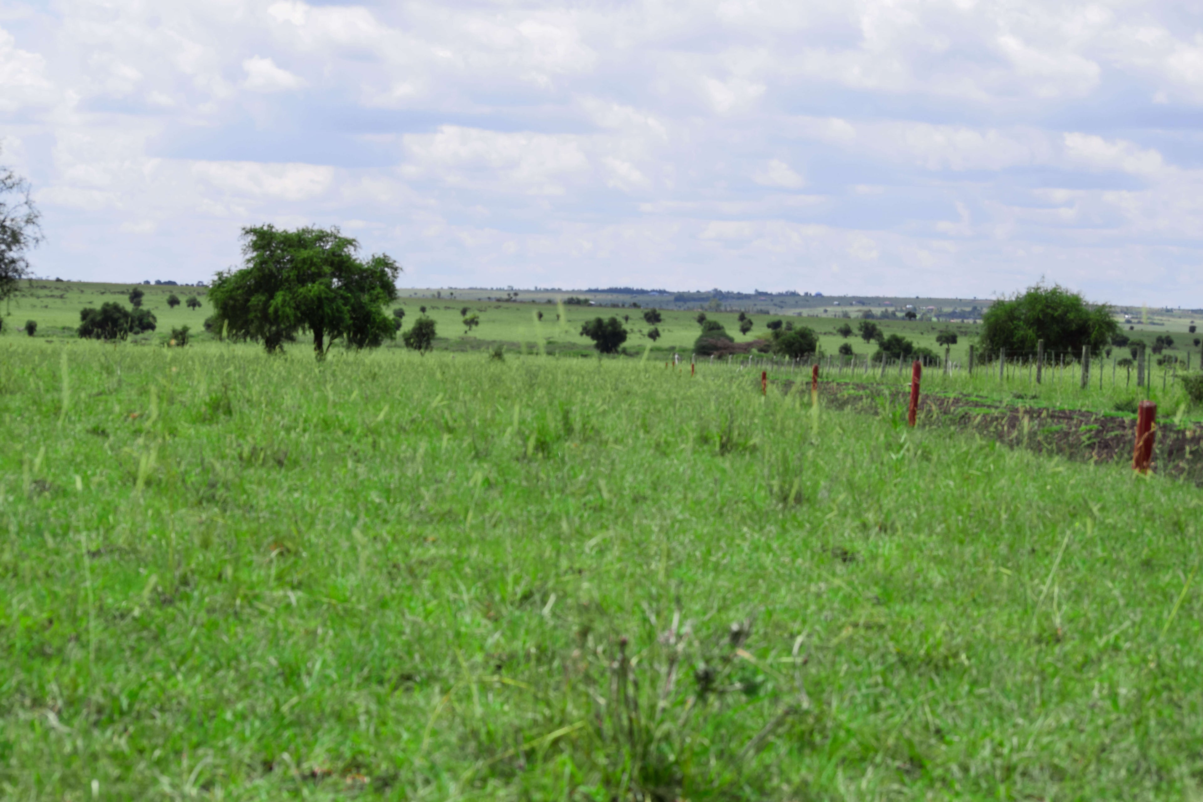 Ostrich Farm