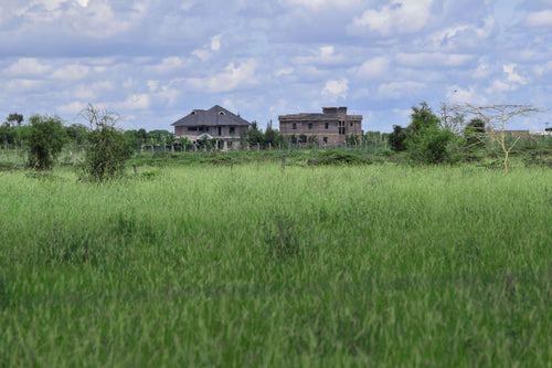 Ostrich Farm