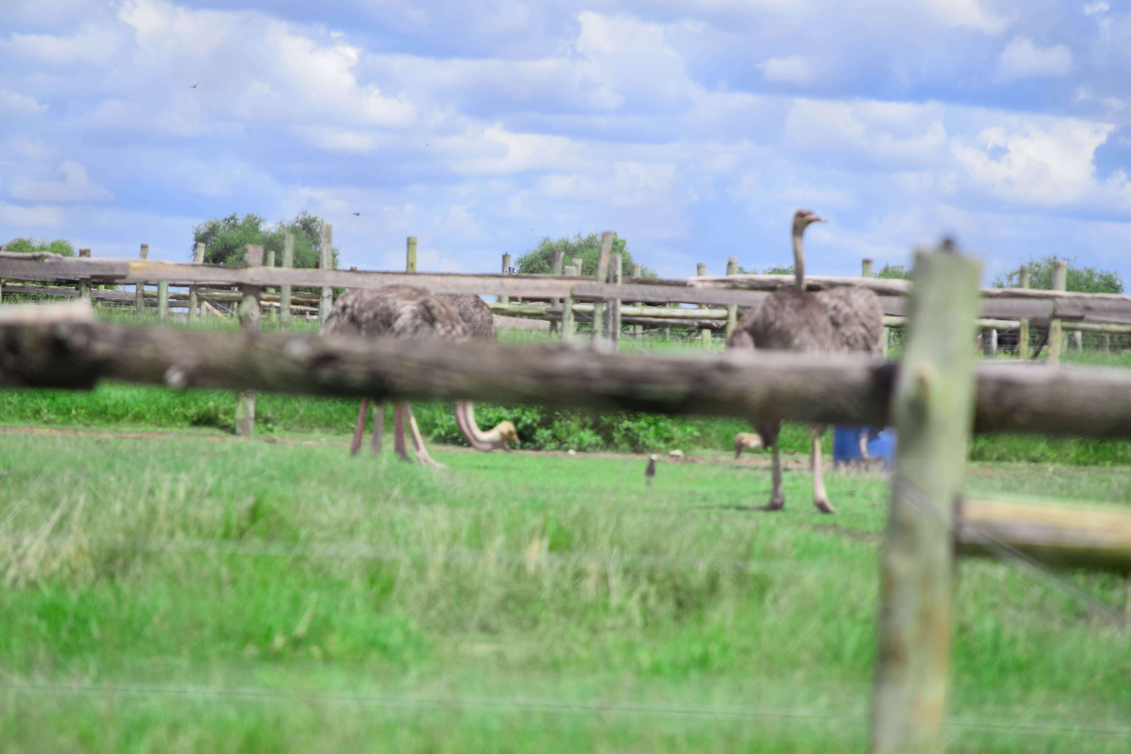 Ostrich Farm